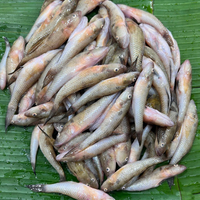 bele-fish-small-1115