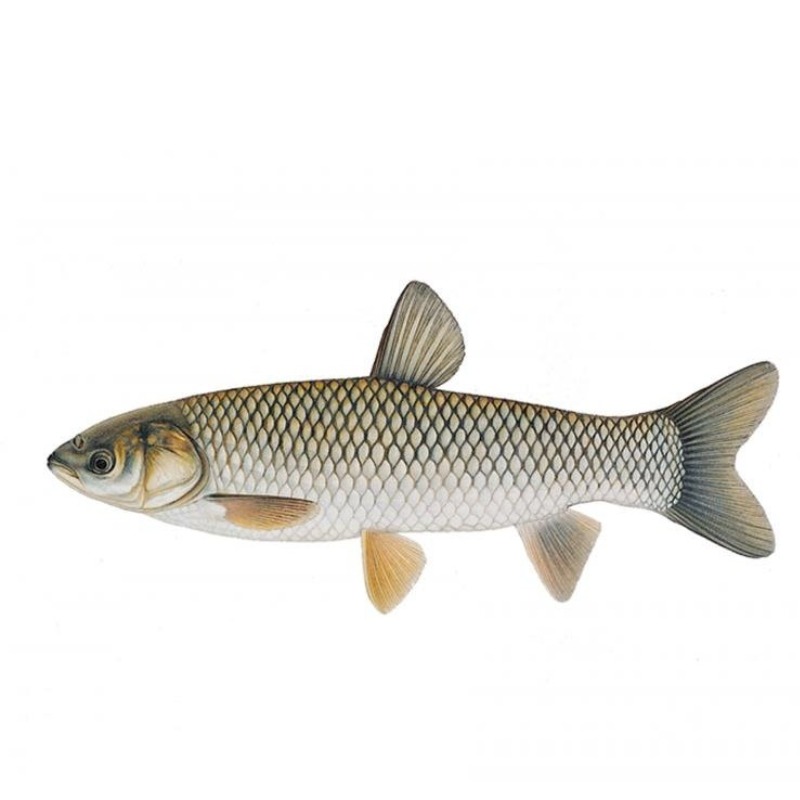 grass-carp-fish-1051