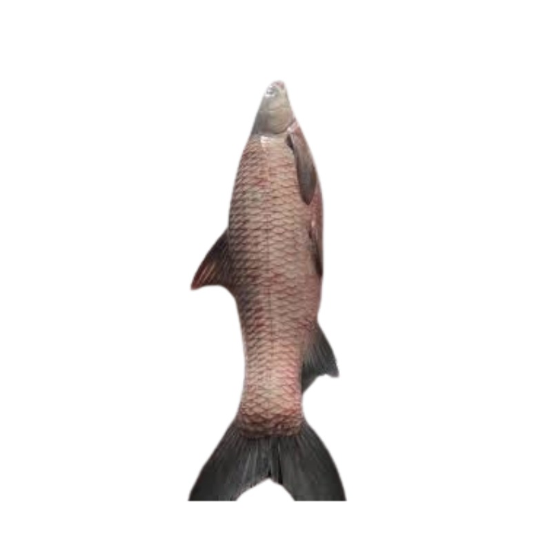 moha-shoil-fish-1012