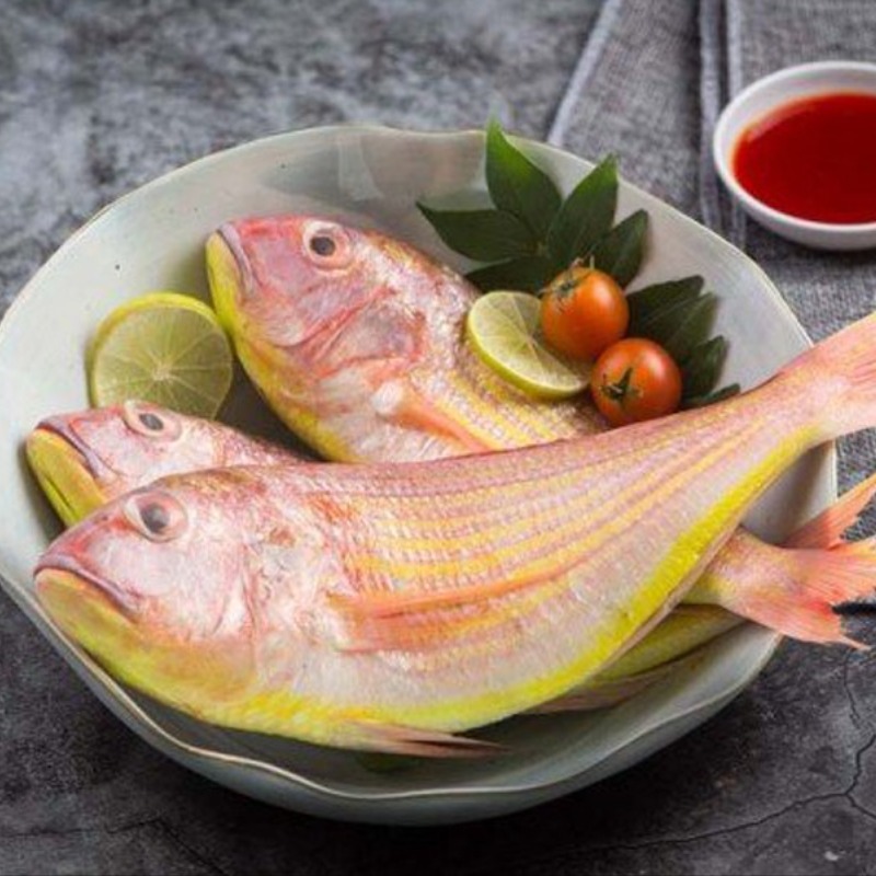 beauty-queen-rupban-fish-kg-1588