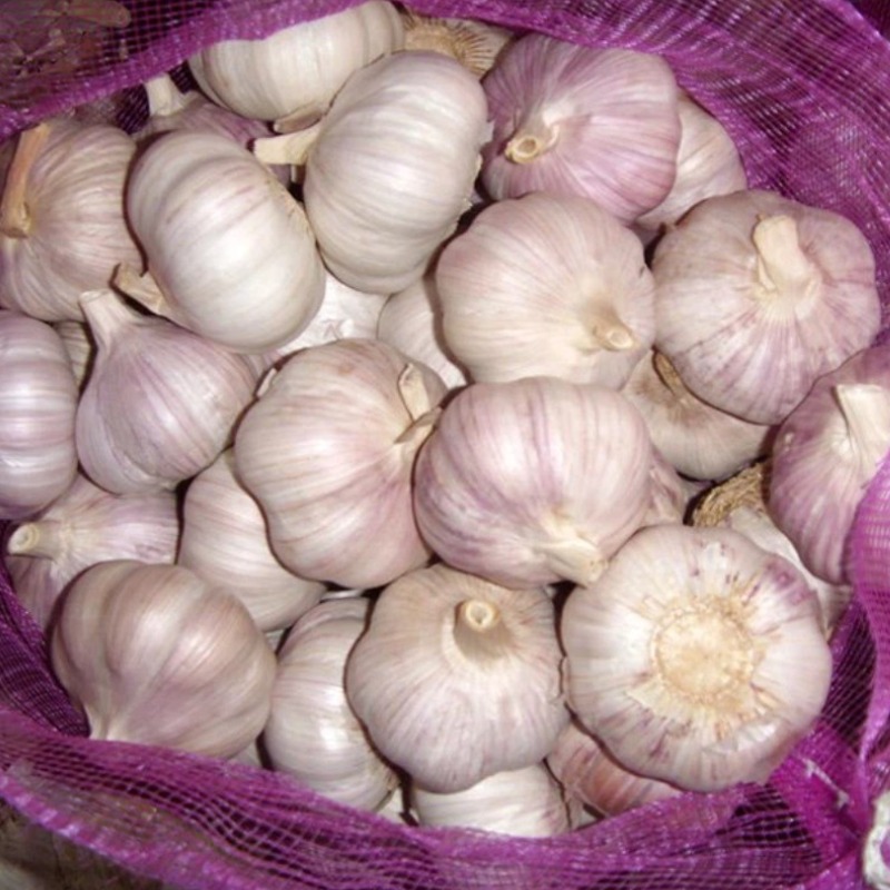 china-roshun-china roshun