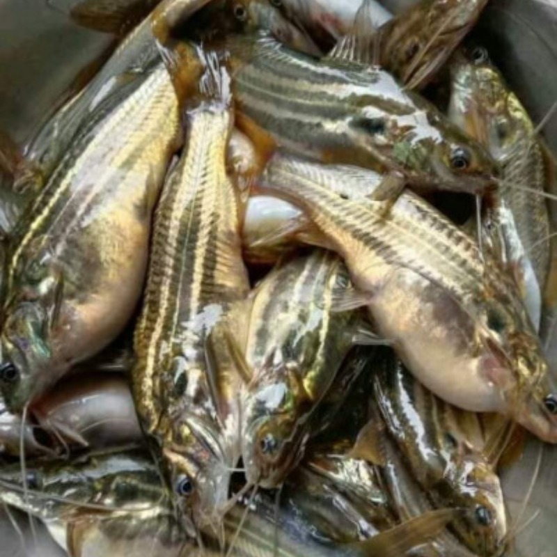 tengra-fish-1kg-tengra fish