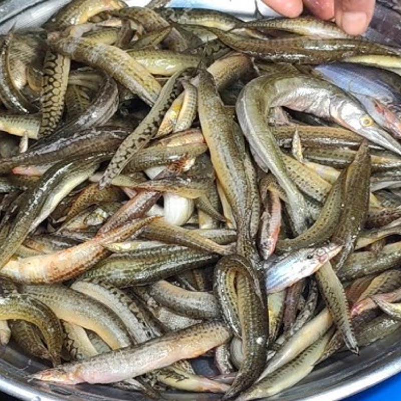 tera-baim-fish-xlx4269t2n