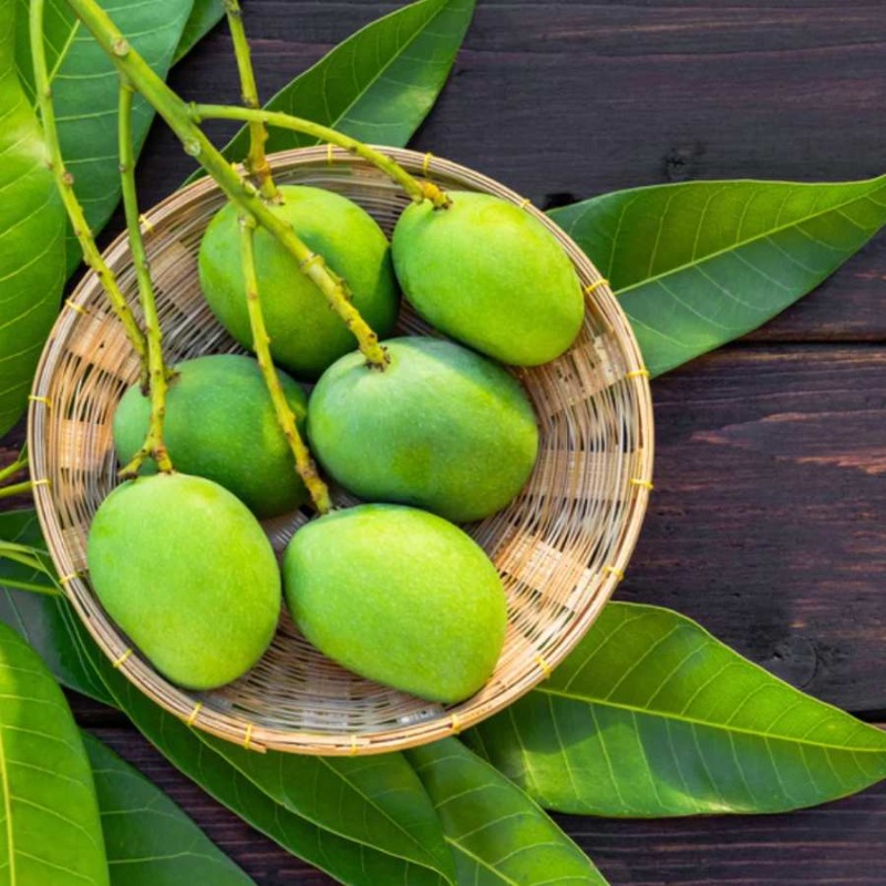 kacha-mango-9lk4276jlf