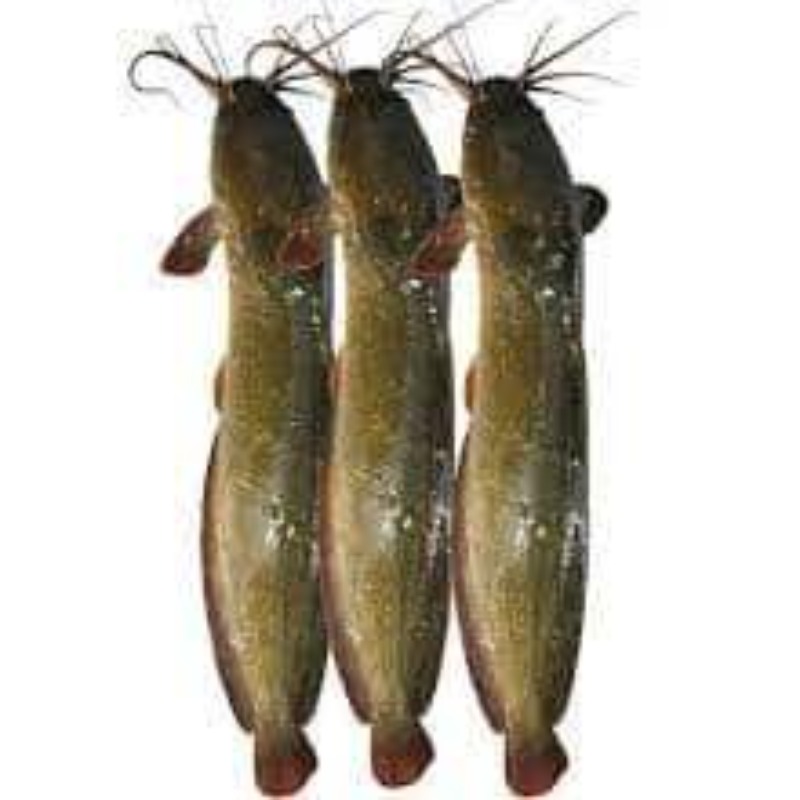 magur-fish-4bi42873wr