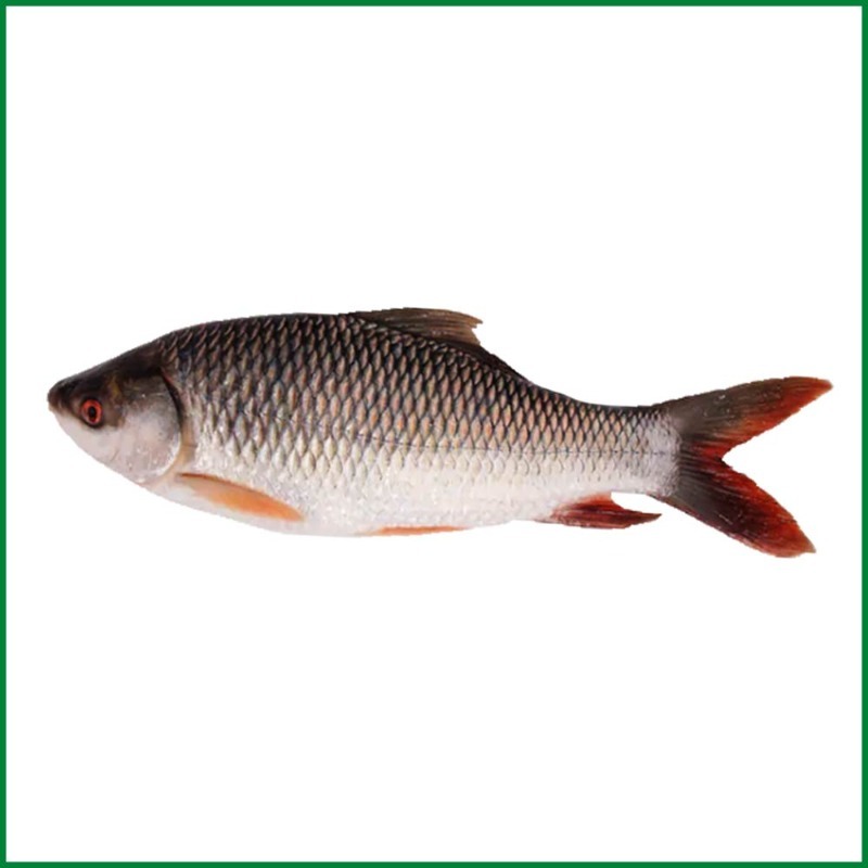 Rui Fish 1 kg