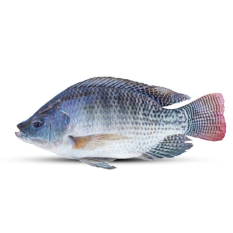 Telapiya 400 gm +