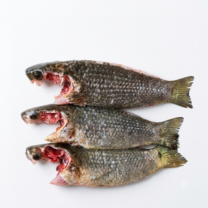 Fresh Clean Koi Fish | Ready to Cook | Per Kg | Buy Online Bangladesh