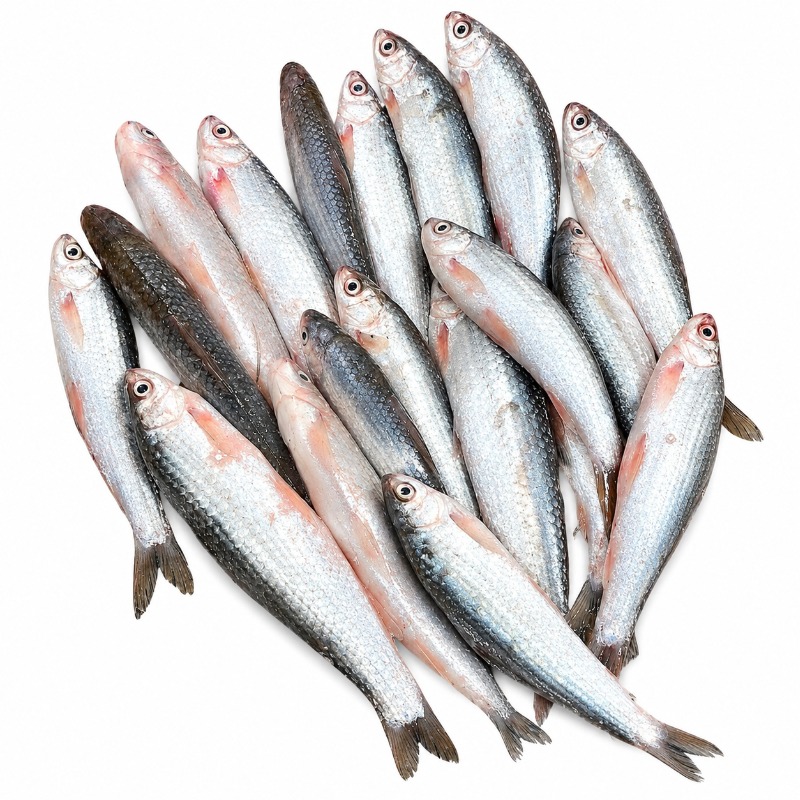 Fresh Tatkini Fish (তটকিনি মাছ) 500g | River Fresh Fish | Buy Fish Online in Bangladesh