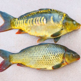 Karfu Fish