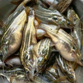 Tengra Fish 1kg (Deshi)