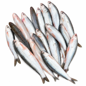 Fresh Tatkini Fish (তটকিনি মাছ) 500g | River Fresh Fish | Buy Fish Online in Bangladesh