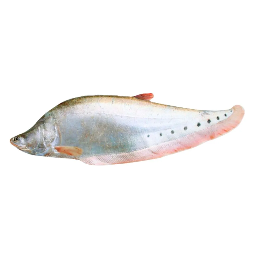 Chitol Fish 1kg