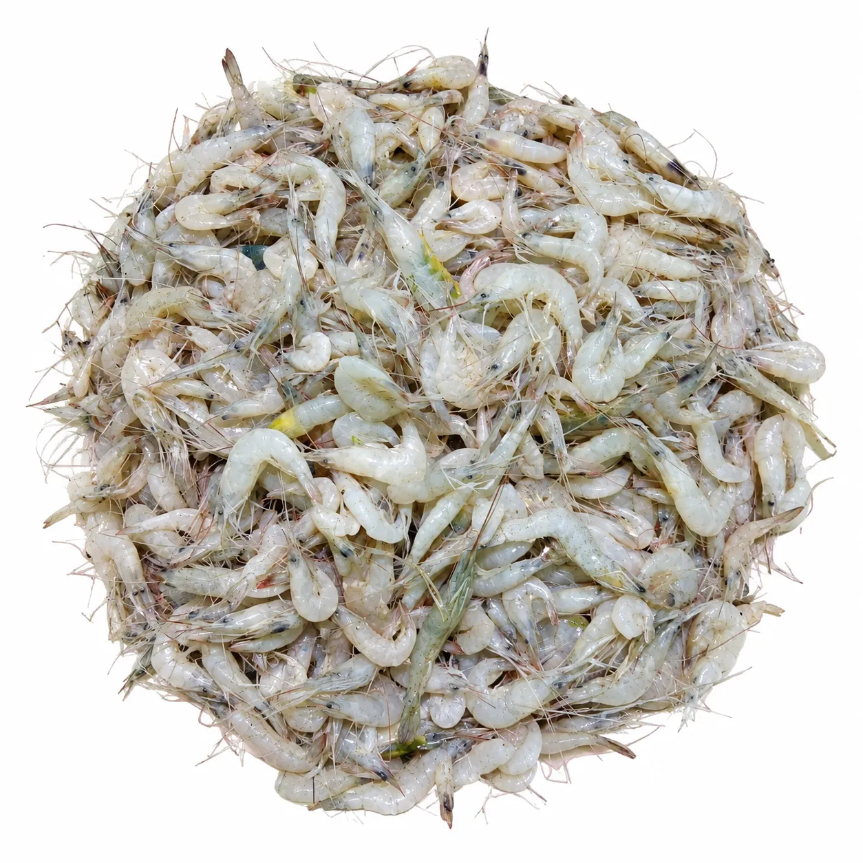 Gura Chingri (Shrimp) 1kg