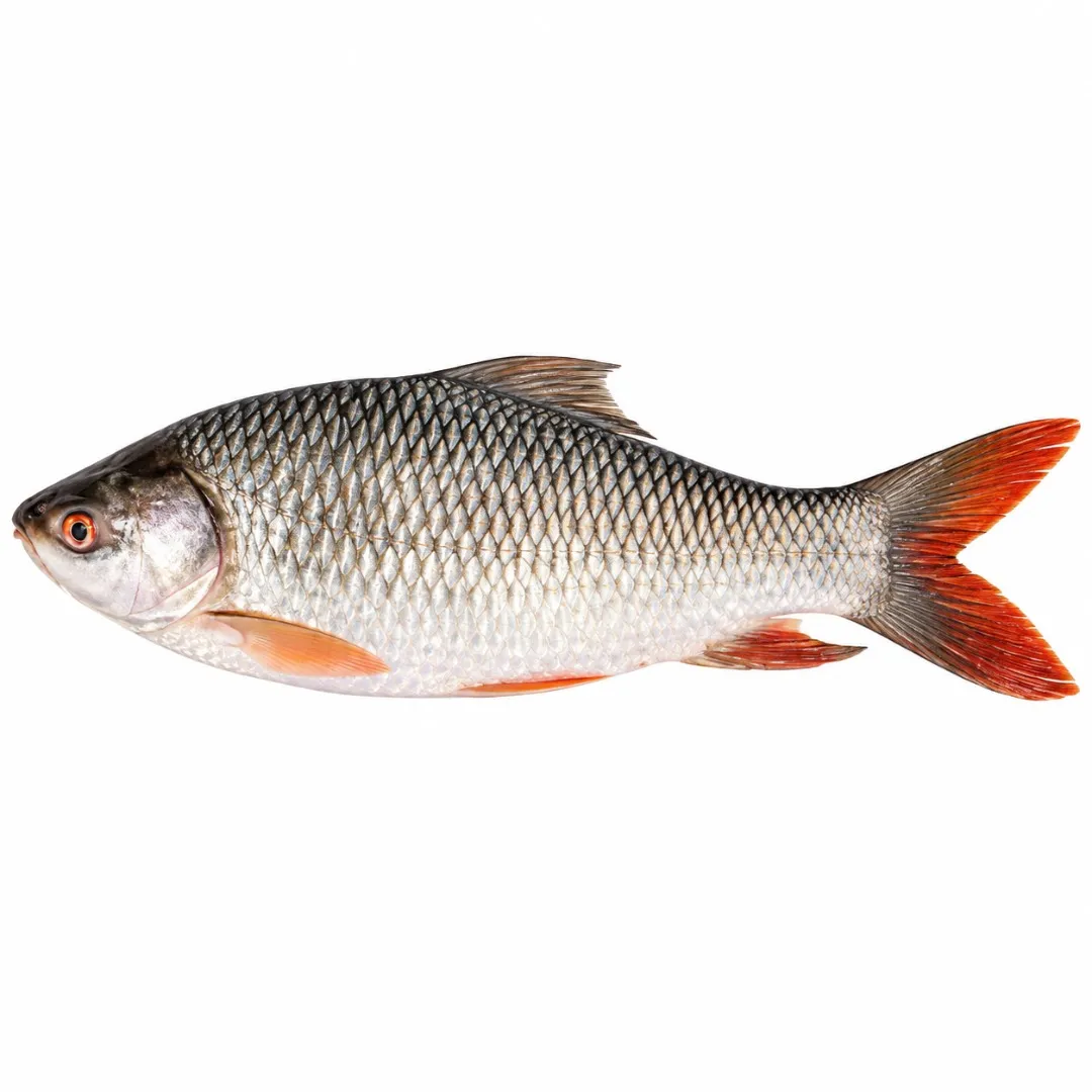 Rui Fish 2kg+