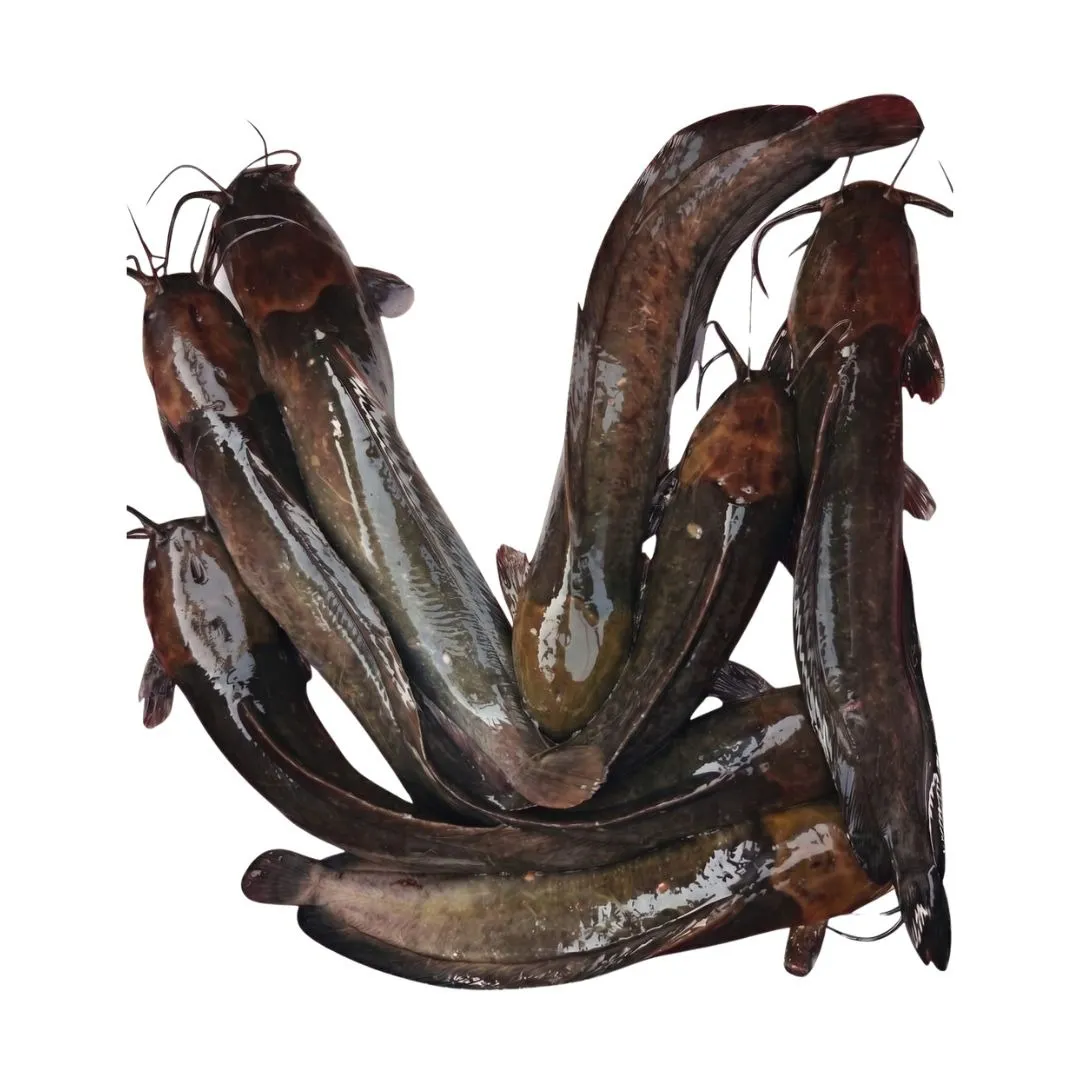 Magur Fish 1kg