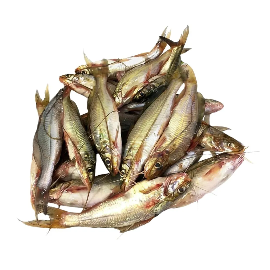 Desi Tengra Fish 1kg