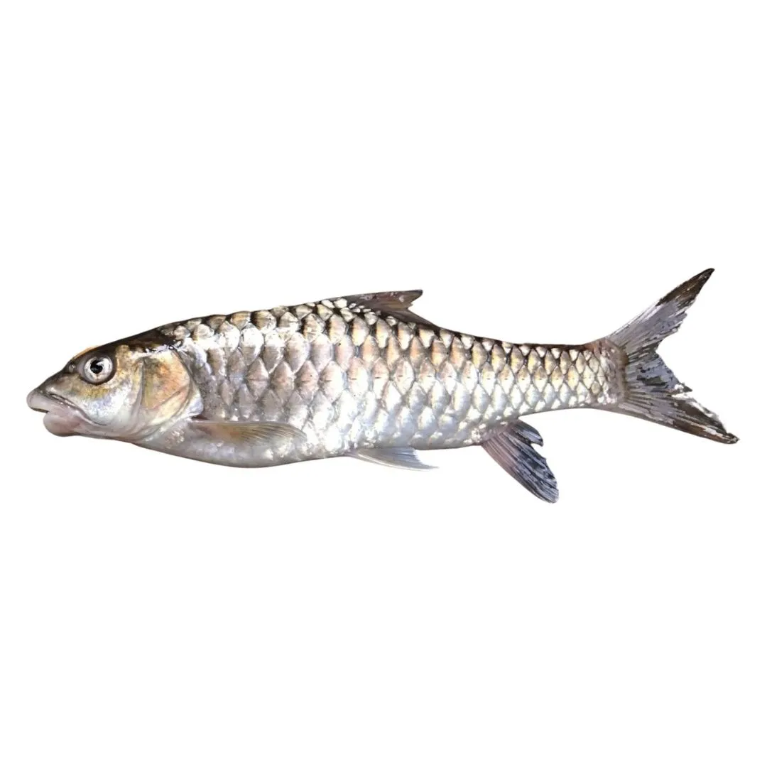 Moha Shoil Fish 1kg
