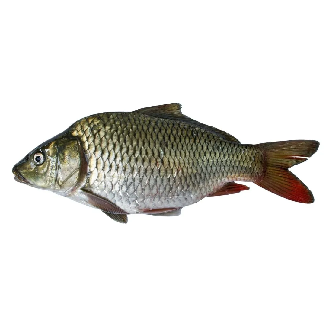 Karfu Fish 1kg+