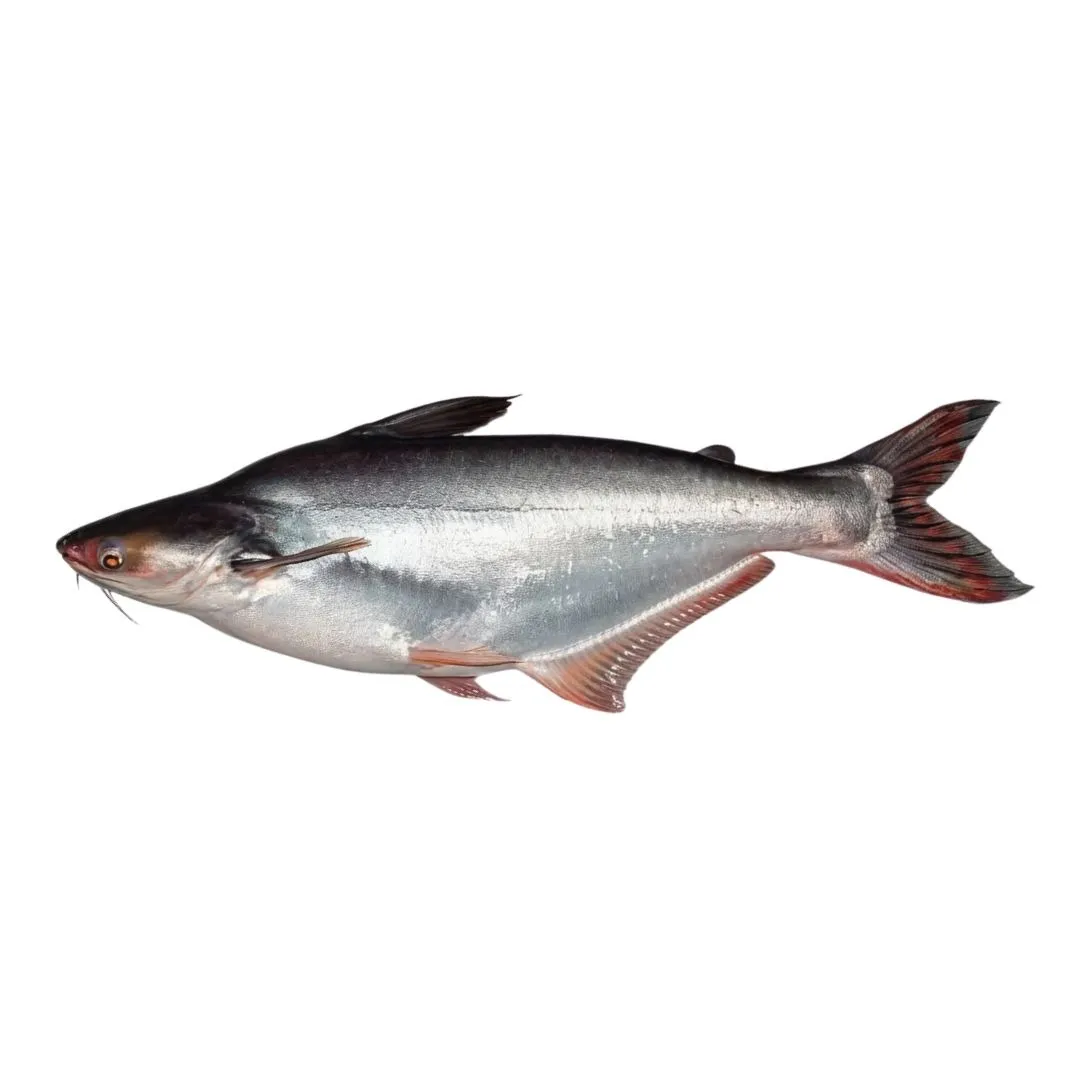 Pangas Fish 1.5kg+