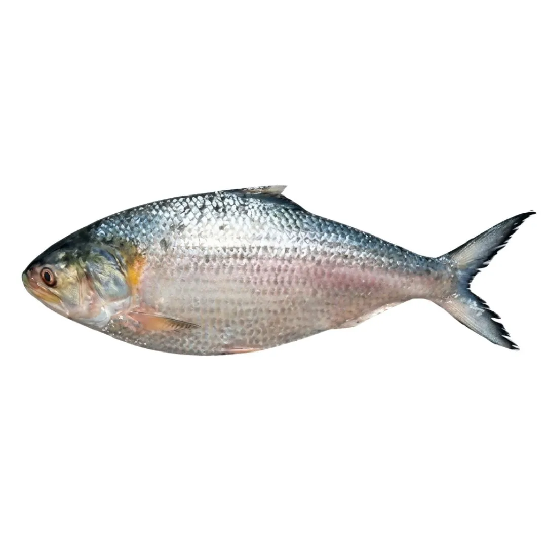 Hilsha Fish 1pc 500g