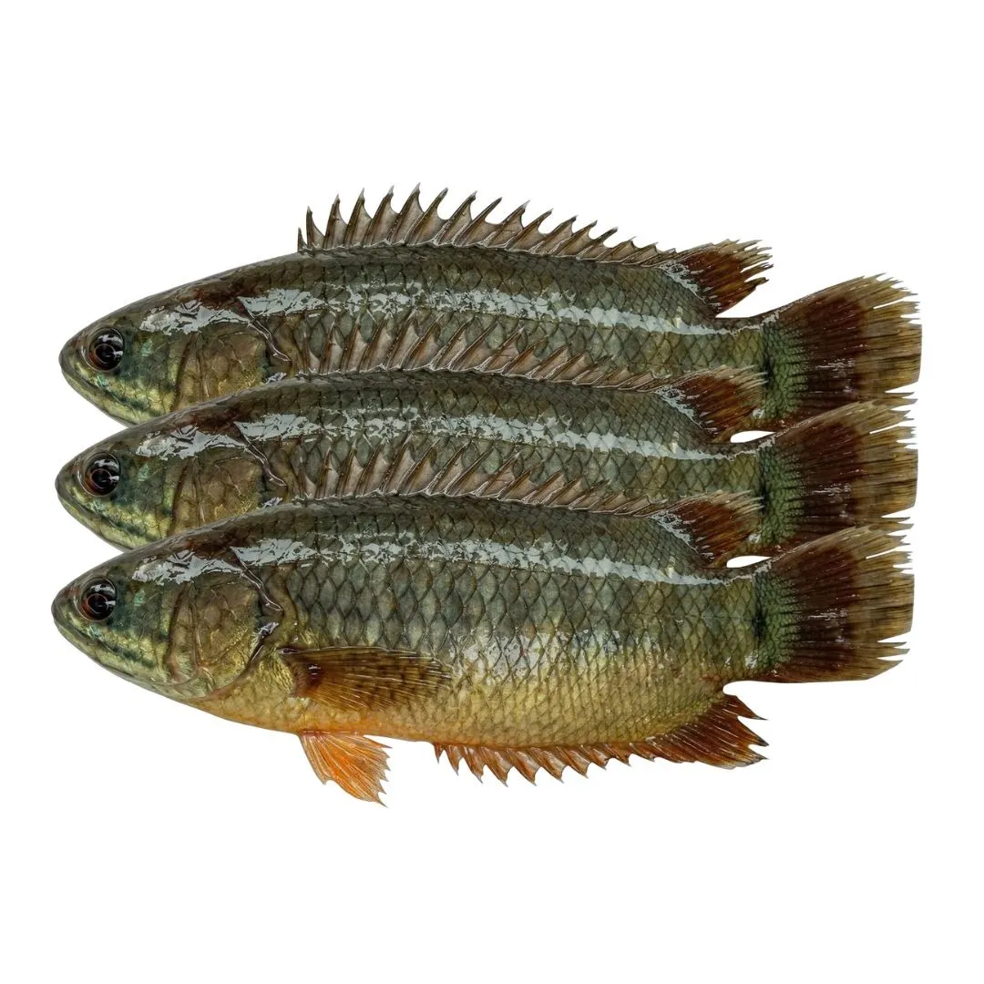 Koi Fish 1kg