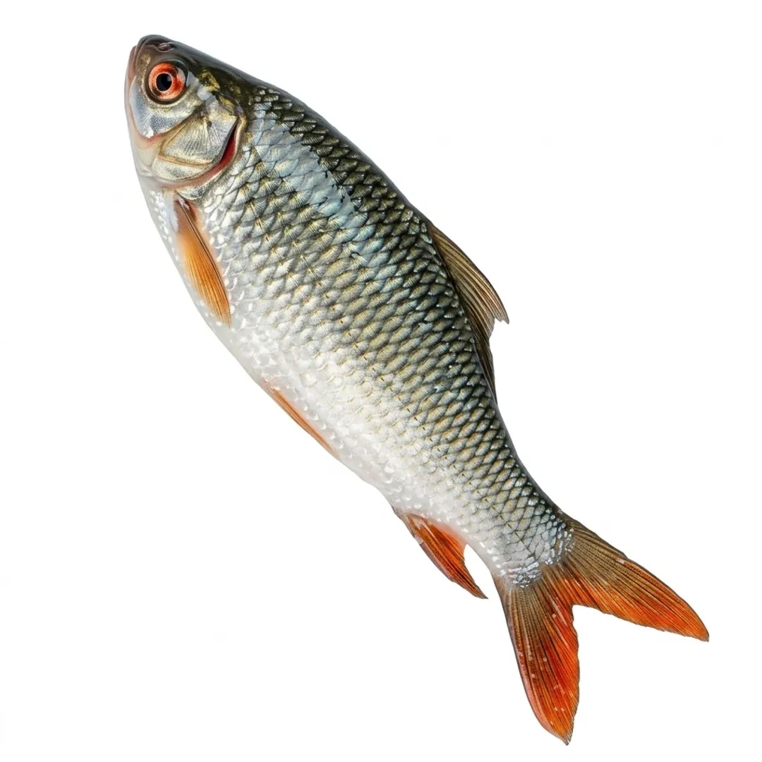 Rui Fish 1.5kg+