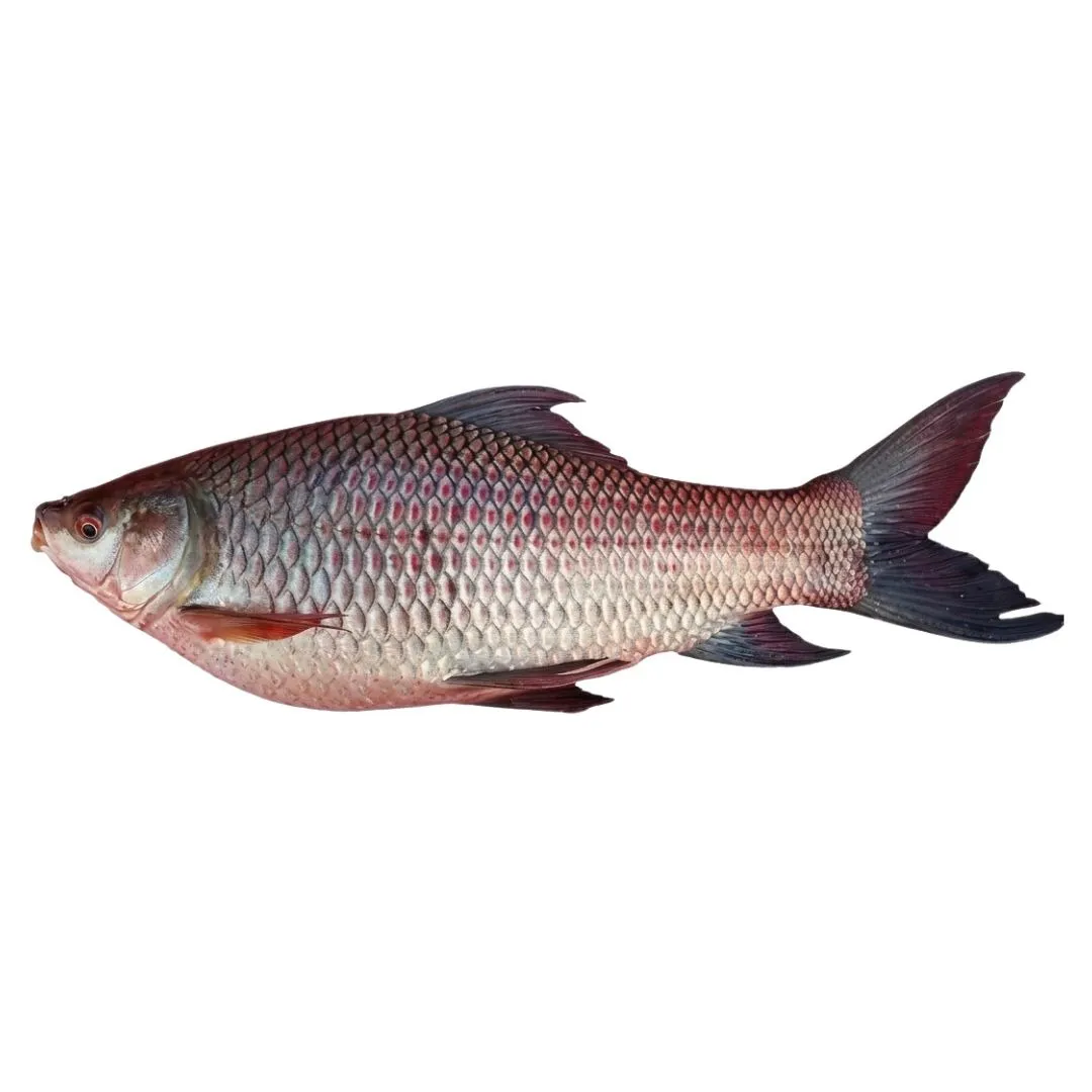 Rui Fish 3kg+