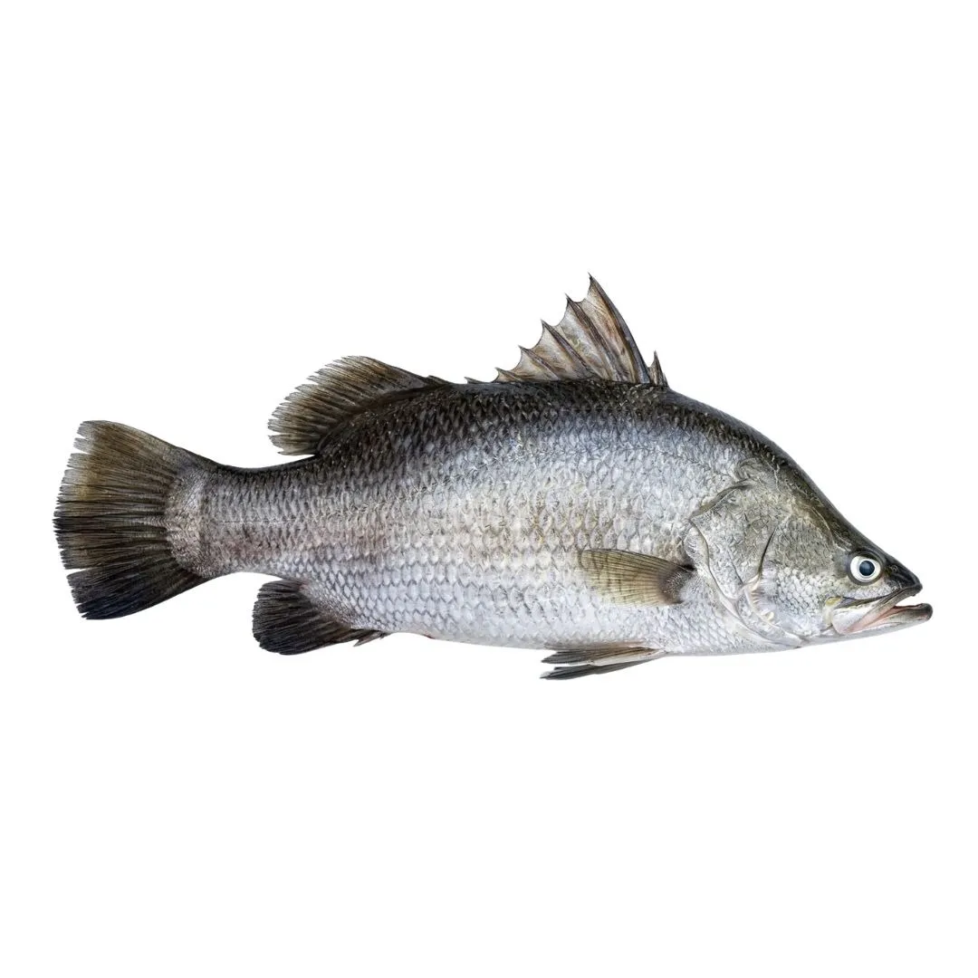 Koral Fish 700g+