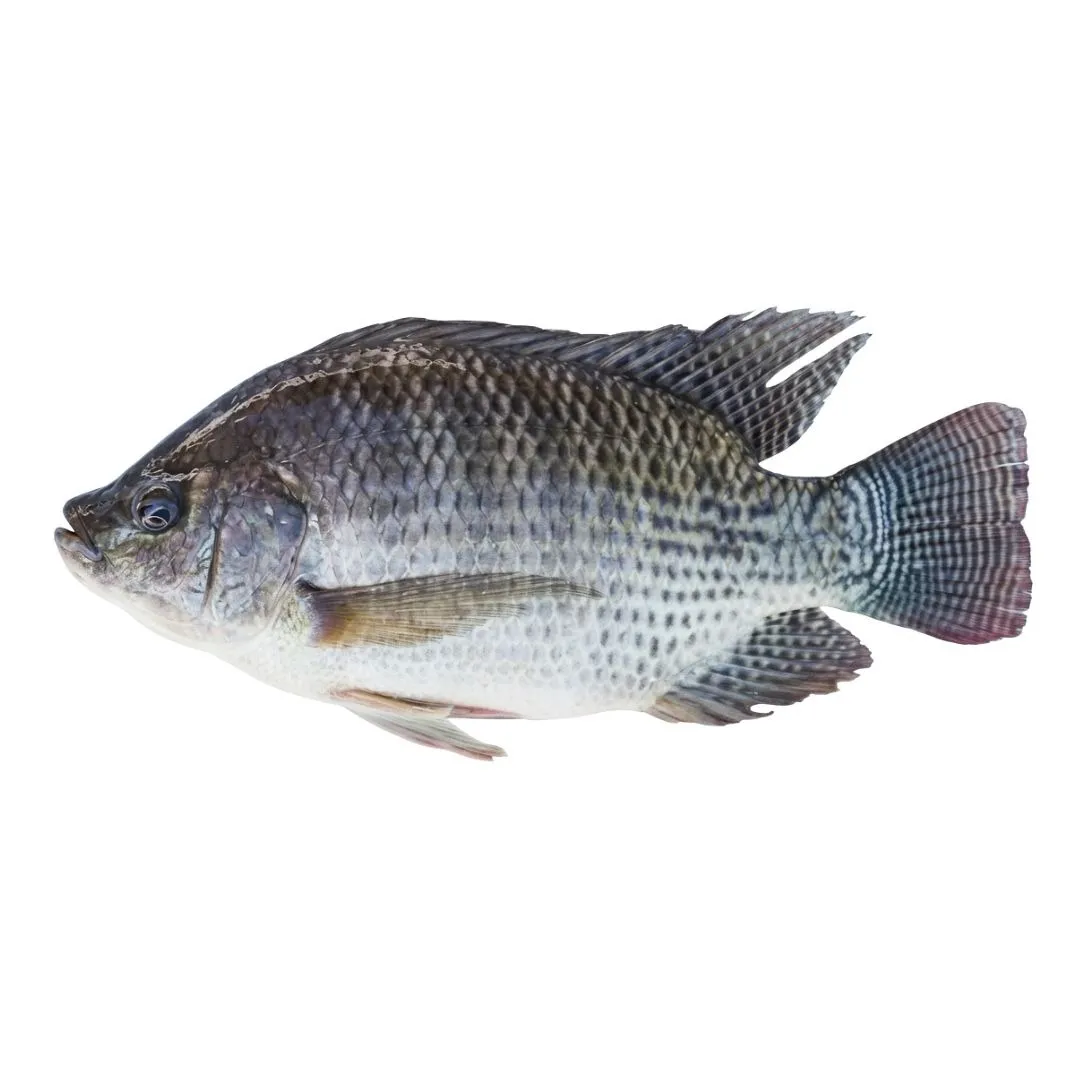 Tilapia Medium Fish 500g+