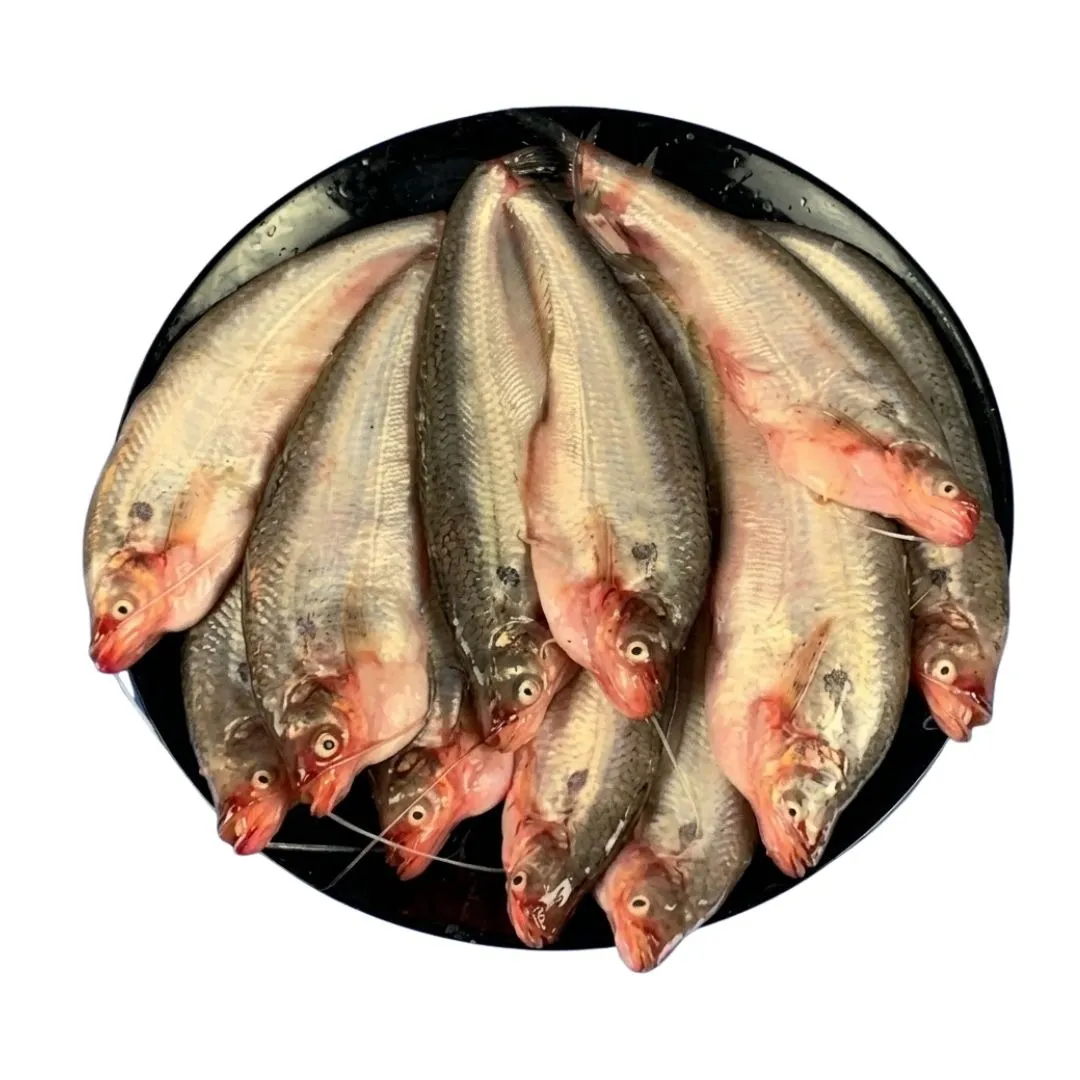 Pabda Fish 20-25pcs
