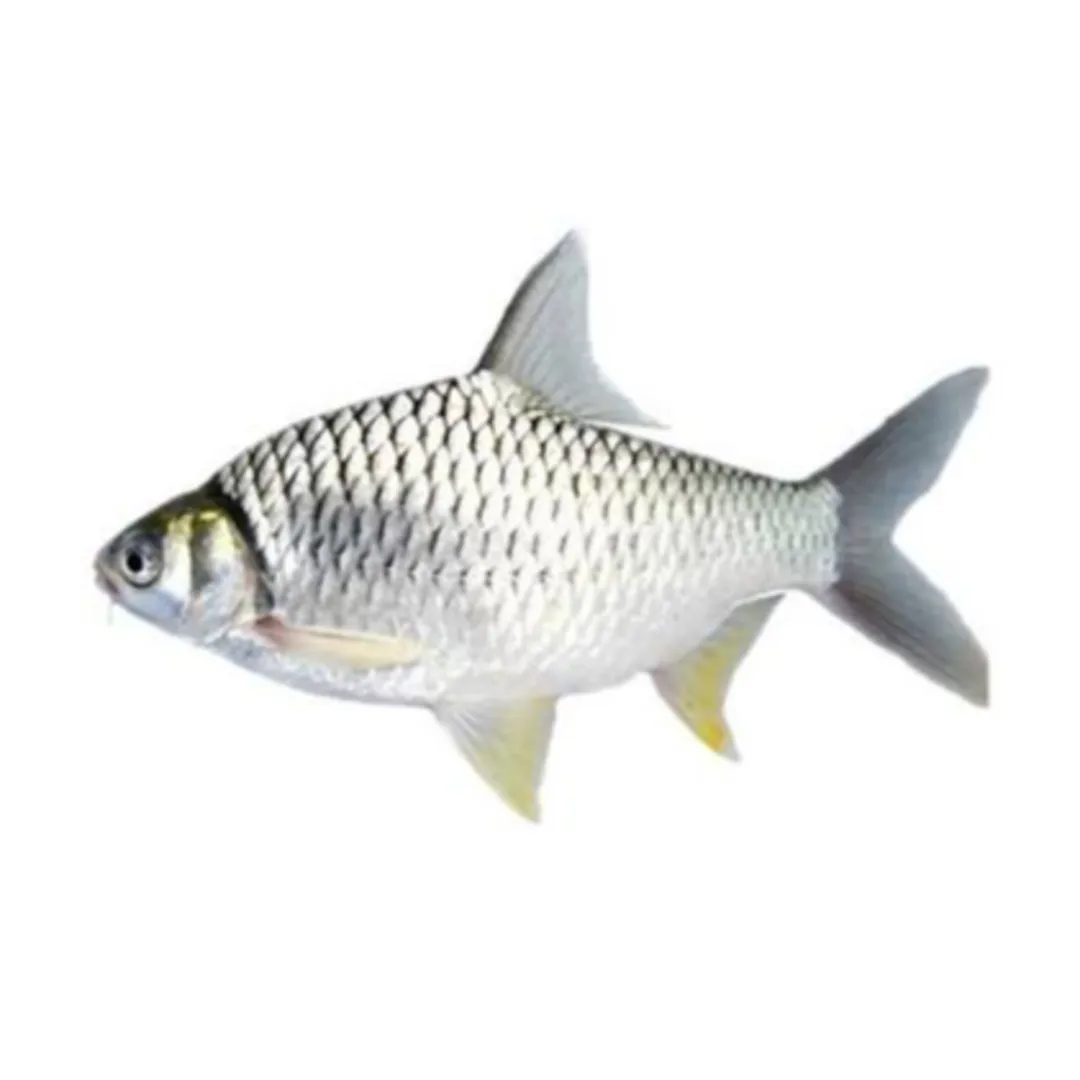 Deshi Shorputi - (8-12pcs) Kg